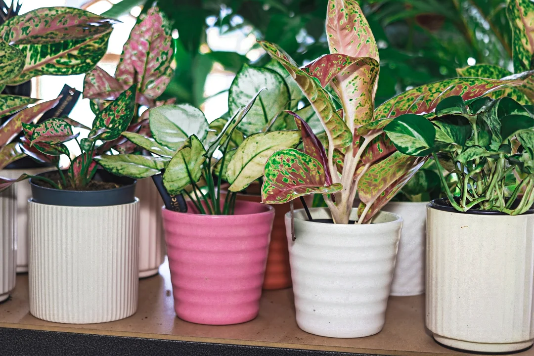 Cacti and pilea plants in modern white planters