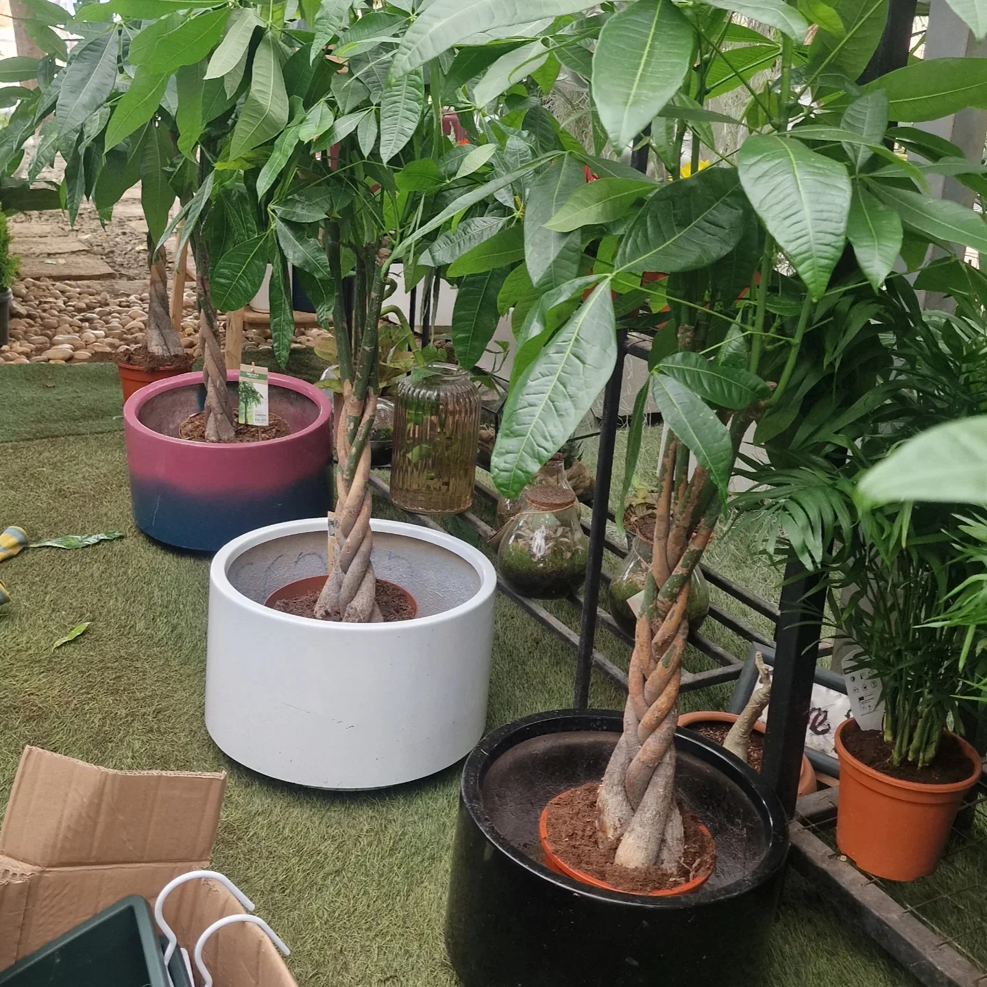 Money tree plants in decorative planters