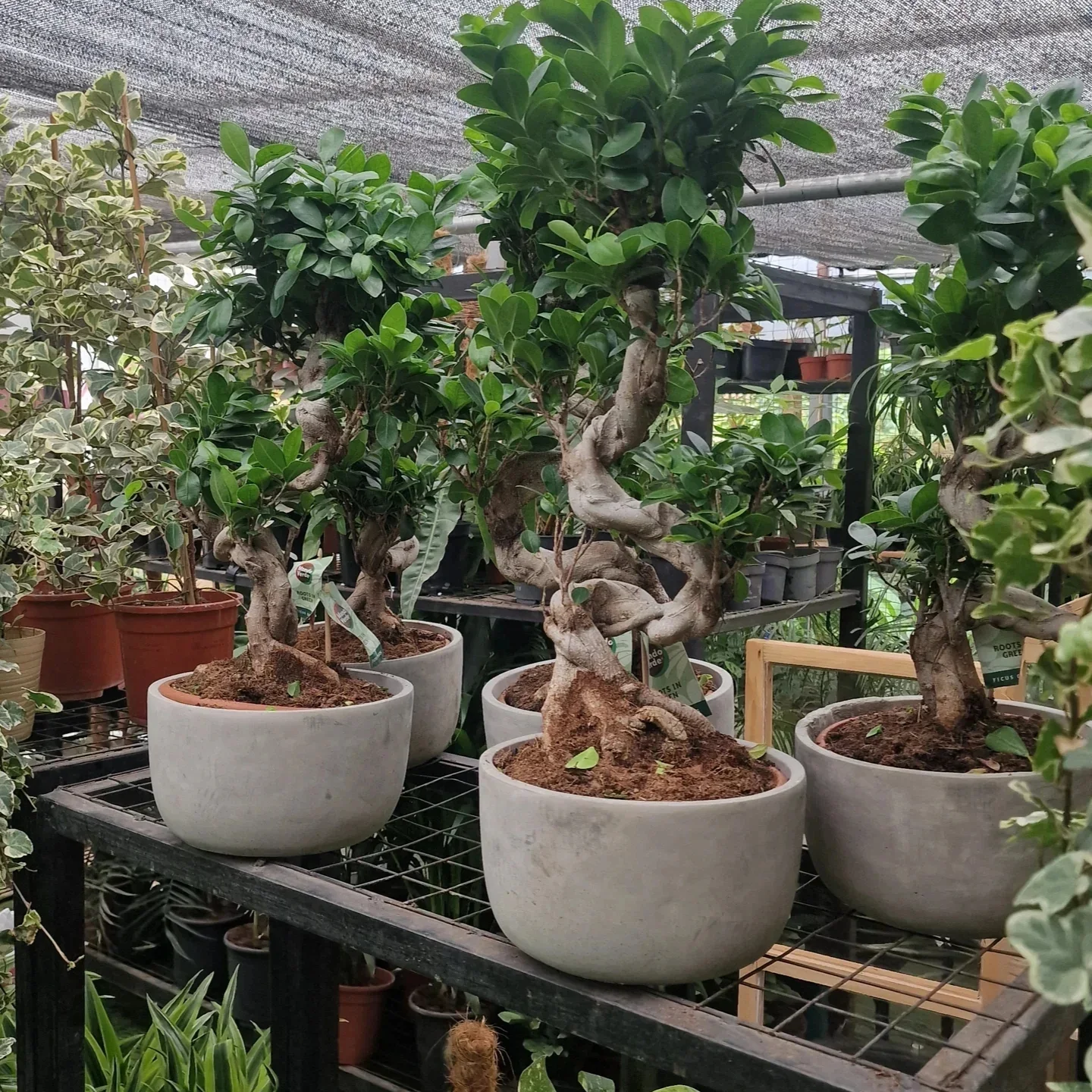 Customer shopping at Plantbos garden showroom